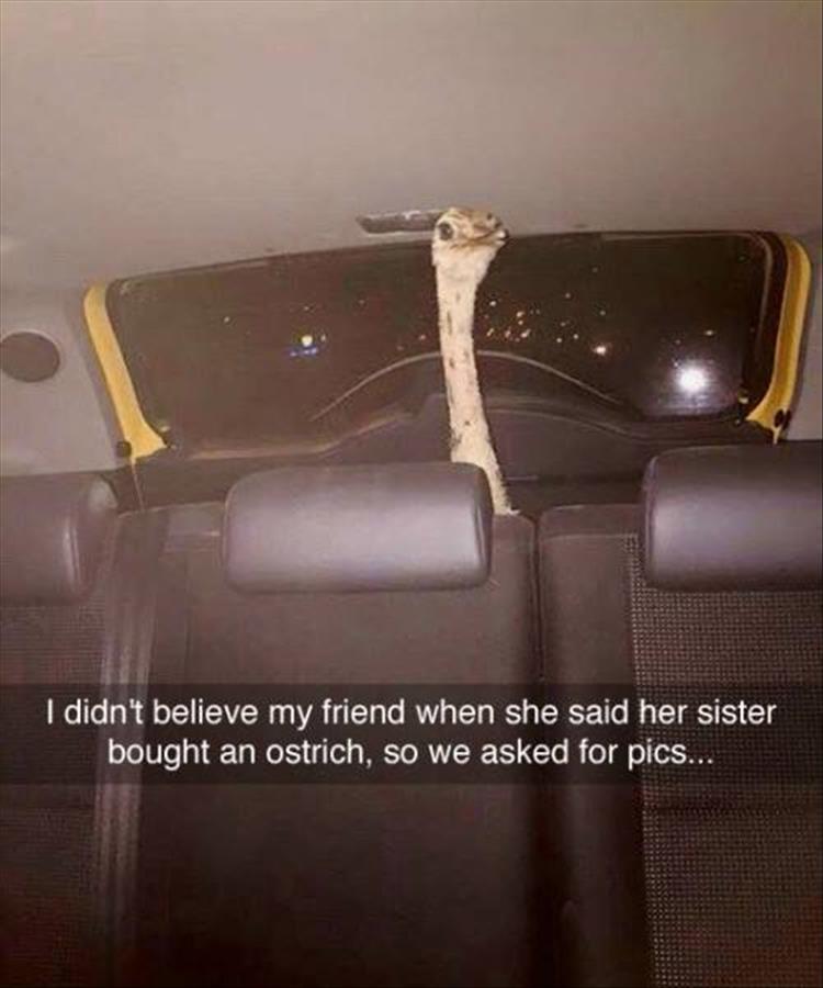 I didn't believe my friend when she said her sister bought an ostrich.