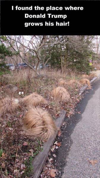 I found the place where Donald Trump grows his hair.