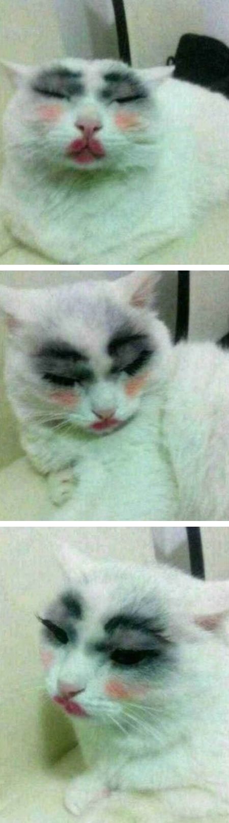 I think I saw this cat roaming the strip in West Hollywood once