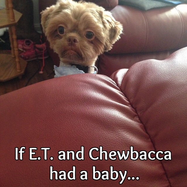 If E.T. and Chewbacca had a baby.