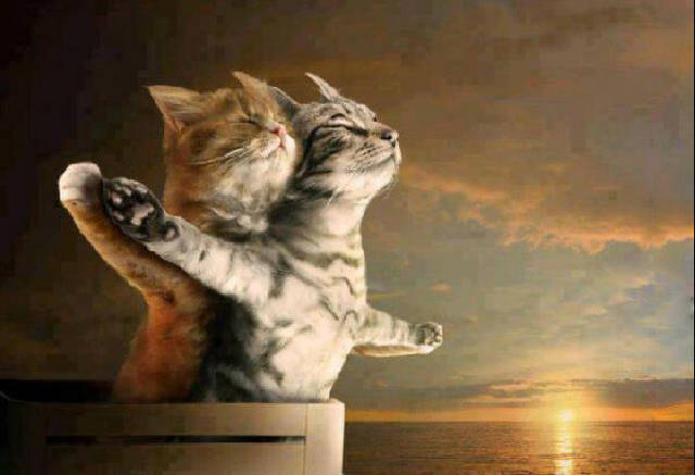 If the actors in the movie Titanic were cats.