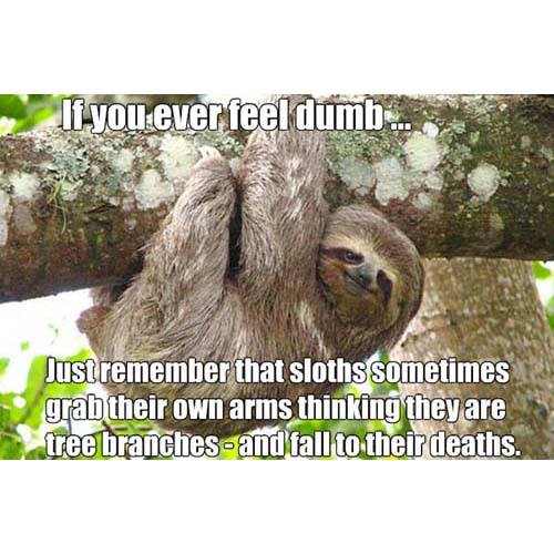 If You Ever Do Something That You Think Is Really Dumb Don't Worry It Could Be Worse. You Could Be A Sloth.