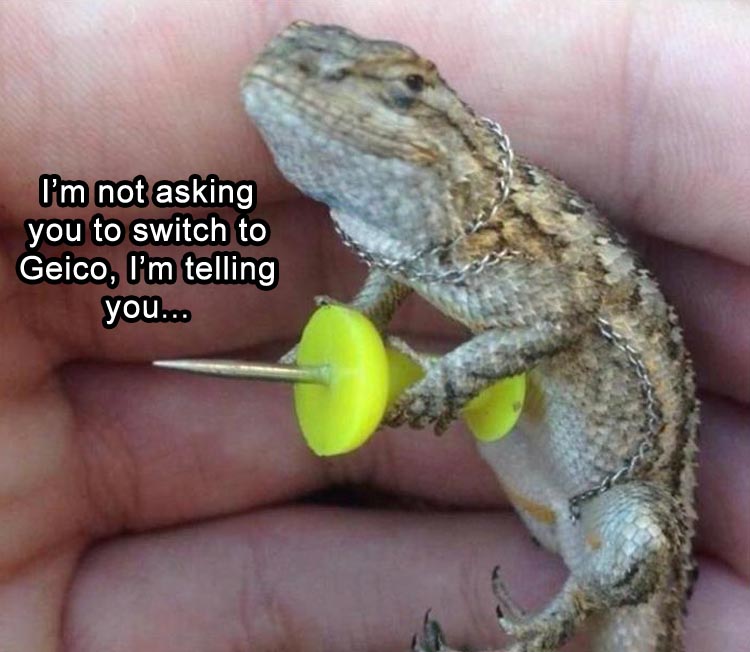 I'm not asking you to switch to Geico, I'm telling you.