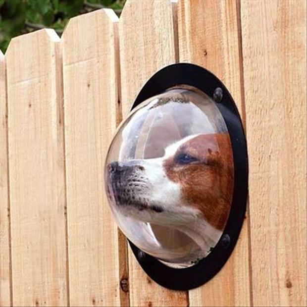 Install A Bubble Port Hole In Your Fence So Your Dog Can See The Outside World.