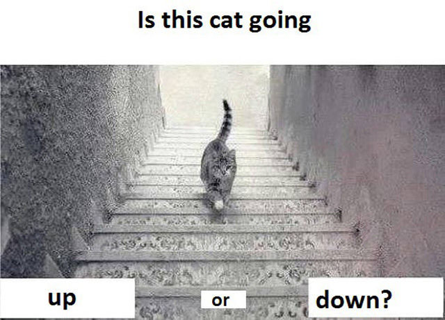 Is this cat going up or down the stairs?