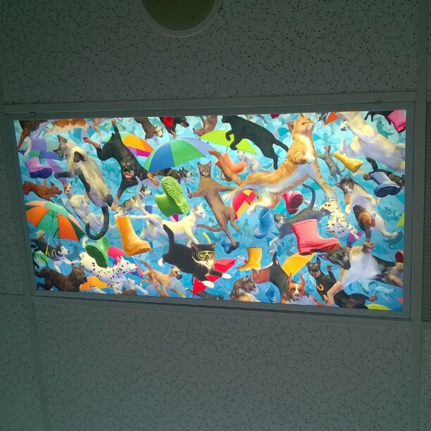 It is raining cats and dogs inside this doctors office.