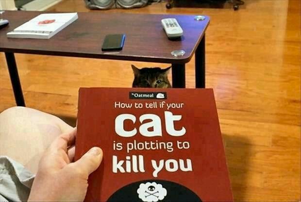 It Might Be A Good Idea To Read This Book If Your Cat Looks At You Funny
