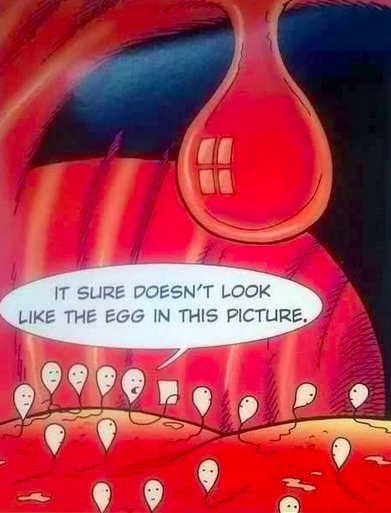 It sure doesn't look like the egg in this picture.