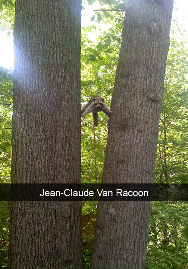Jean-Claude Van Raccoon