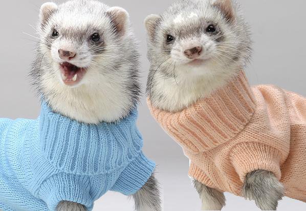 Just a couple of ferrets in pastel colored turtlenecks