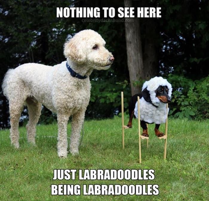 Just a couple of Labradoodle's hanging out in the yard.