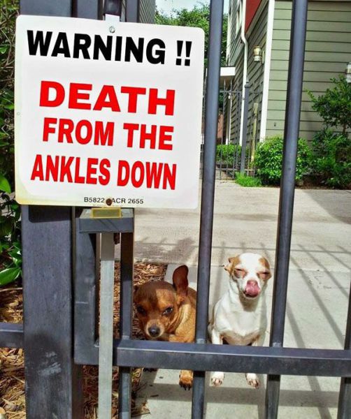 Just because these dogs are small doesn't mean they can't bite.