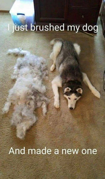 Just brushed my dog, and made a new one.
