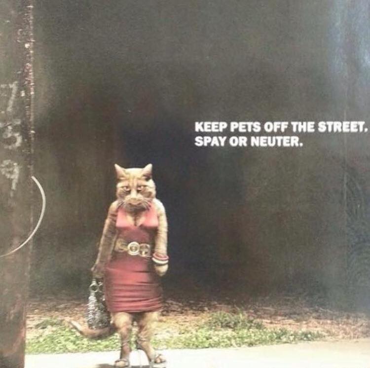 Keep pets off the street. Spay or neuter.