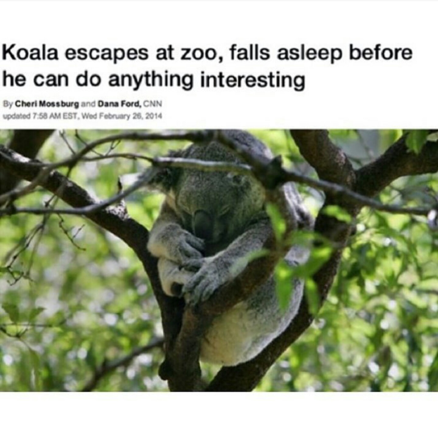 Koala escapes from the zoo.