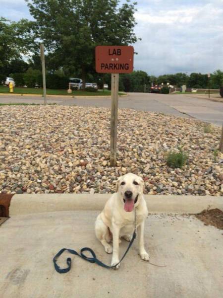 Lab parking.