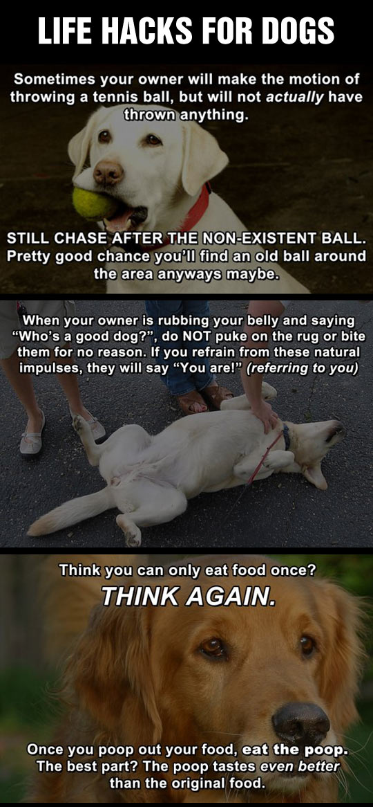 Life hacks for dogs.