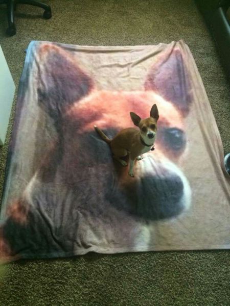 Little dog just loves his custom made blanket.