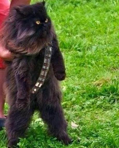 Mewbacca the wookie cat.