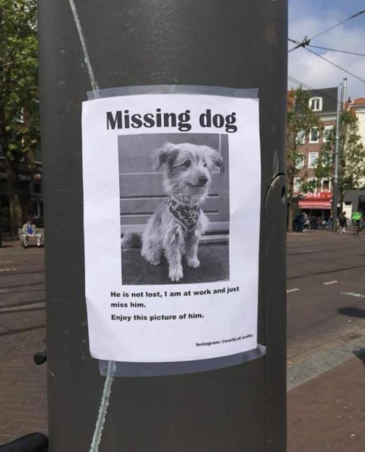 Missing dog.