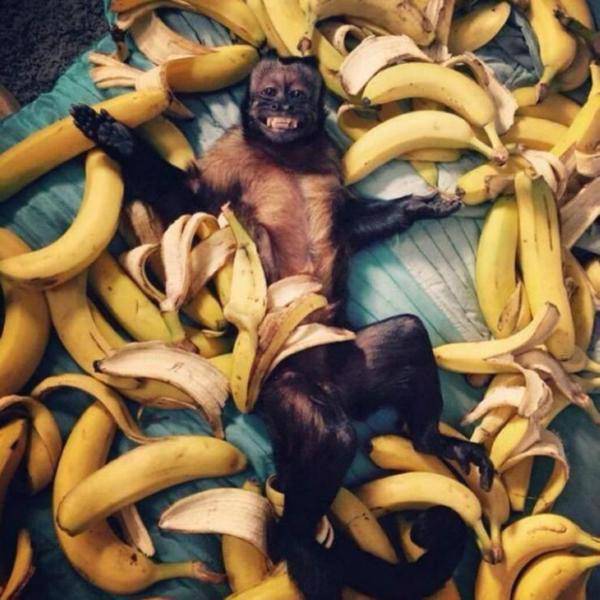 Monkey heaven.