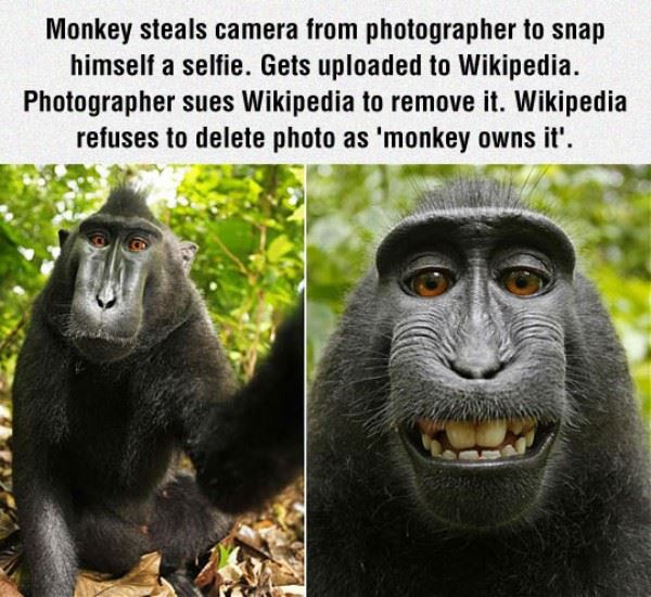 Monkey Steals Photographers Camera To Take a Selfie And Owns The Rights To The Picture According To Wikipedia.