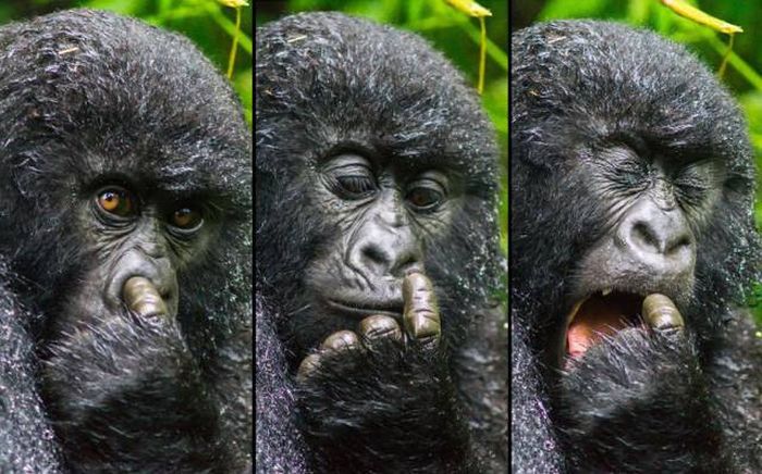 Further evidence to prove evolution is real.