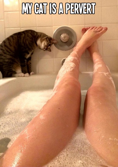 My cat is a pervert.