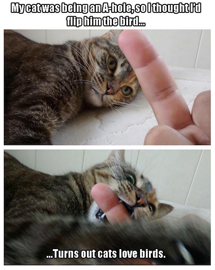 My cat was being an asshole so I flipped him the bird. Turns out cats love birds.