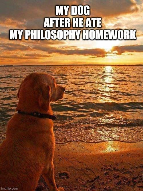 My dog after he ate my philosophy homework.