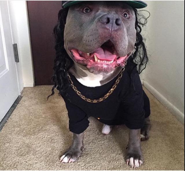 My dog after watching Straight Outta Compton.