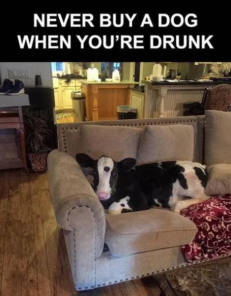 Never buy a dog when you're drunk.