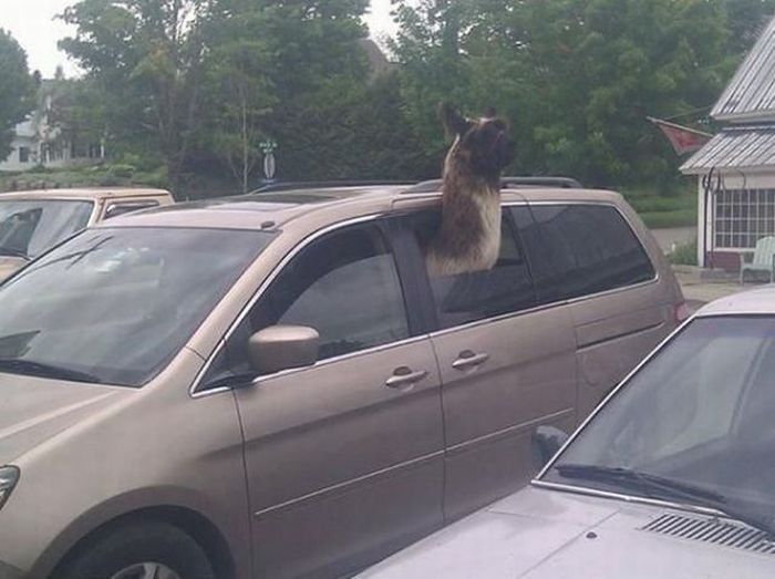 Never leave your alpaca in a hot car.