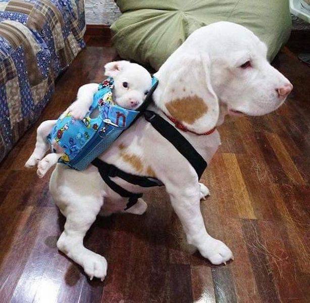 New mother using a puppy carrier.