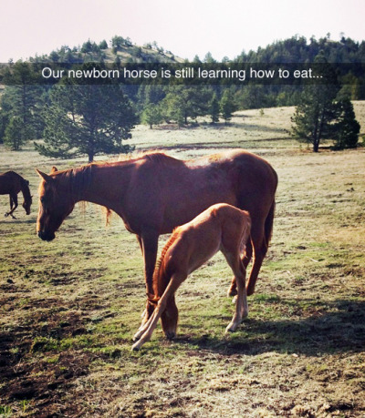 Newborn horse is still in the process of learning how to eat.