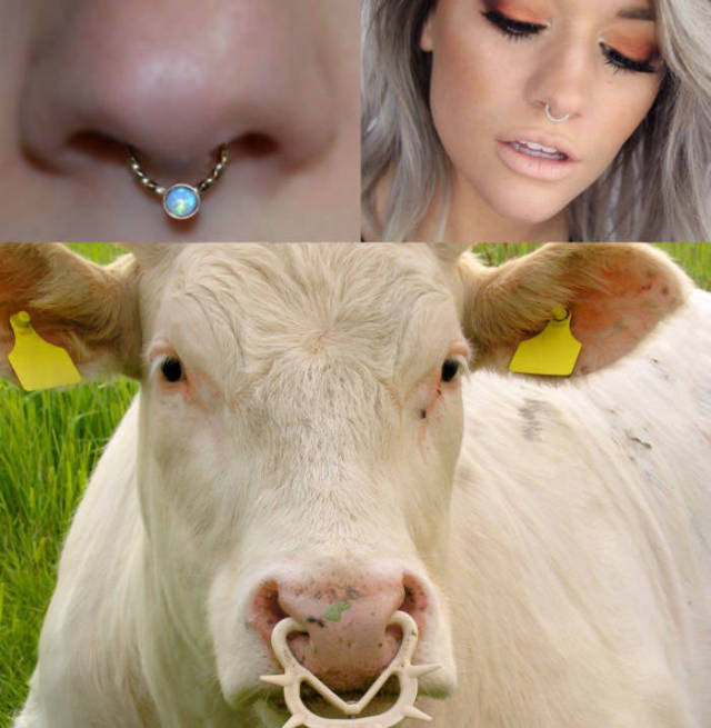 Nose rings.