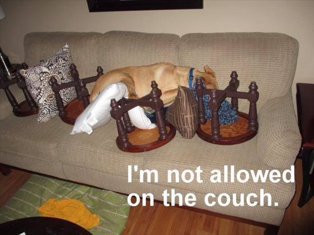 Not even obstacles can stop this dog from sleeping on the couch.
