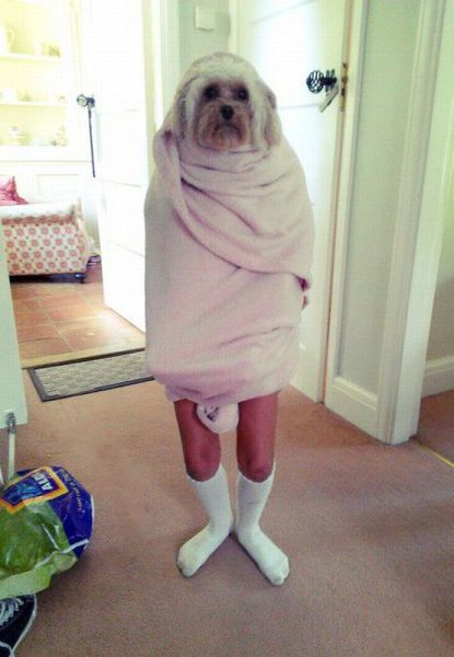 Not sure which is more strange....The fact that a dog has human feet or a human has a dog's head.