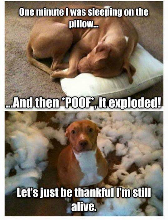 One minute I was sleeping on the pillow, and then poof!