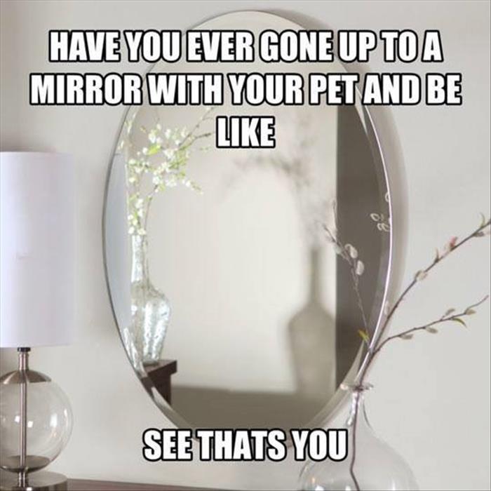 Pet owners and mirrors.
