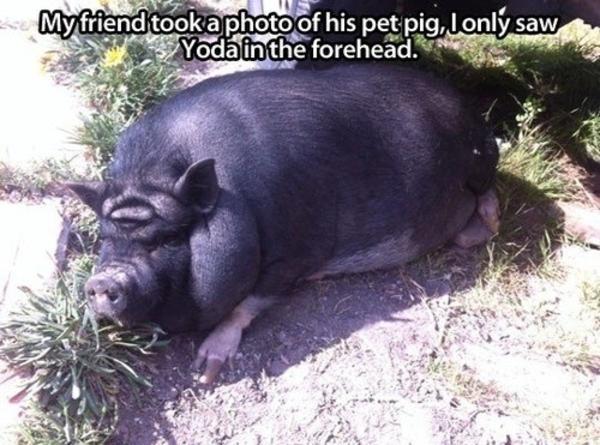 Pet pig looks more like Yoda to me.