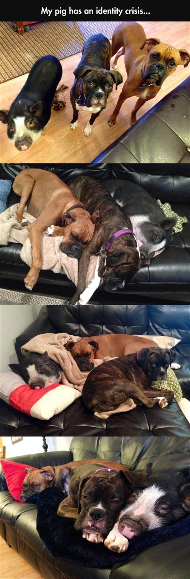 Pig with an identity crisis was raised around dogs so of course it thinks it is one as well.