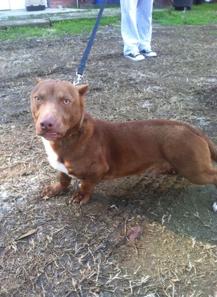 Pit Bull and a Dachshund were crossbred and this is the result.