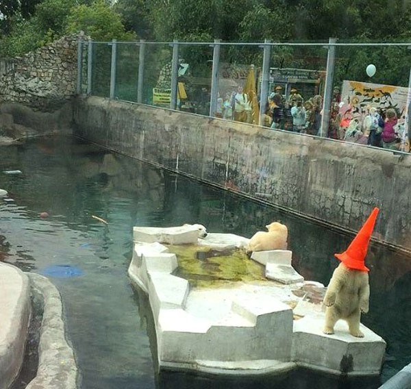 Polar Bear at the Moscow Zoo pulls out the cone head prank for the crowd.