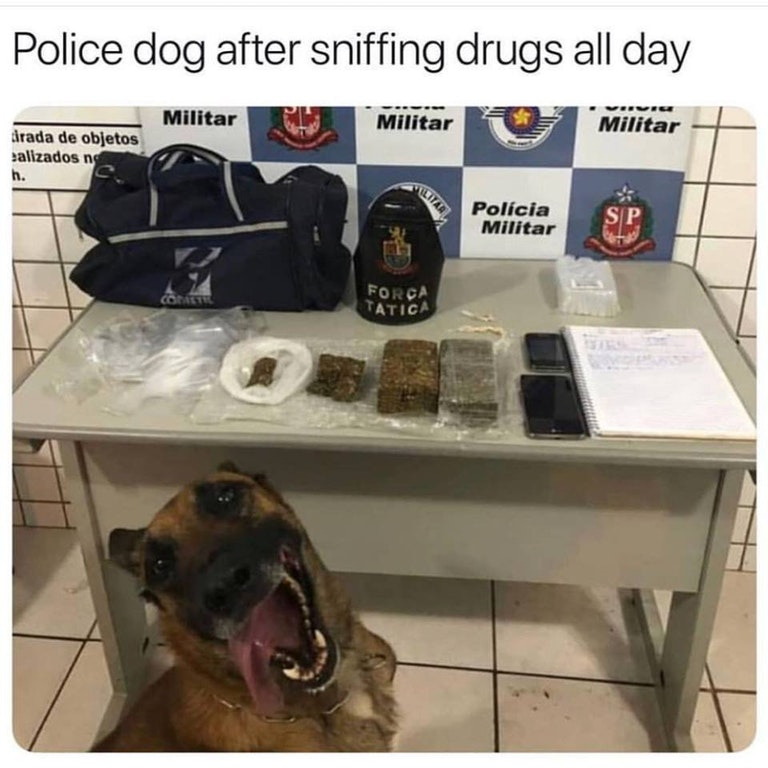 Police dog after a long day at work.