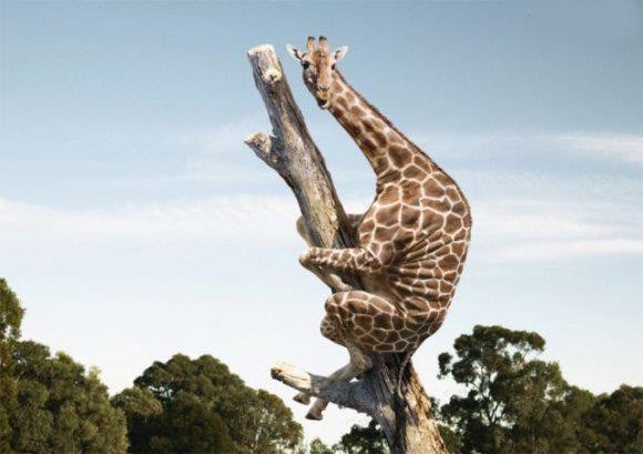 Poor giraffe must have seen a mouse since it is hiding up in a tree.