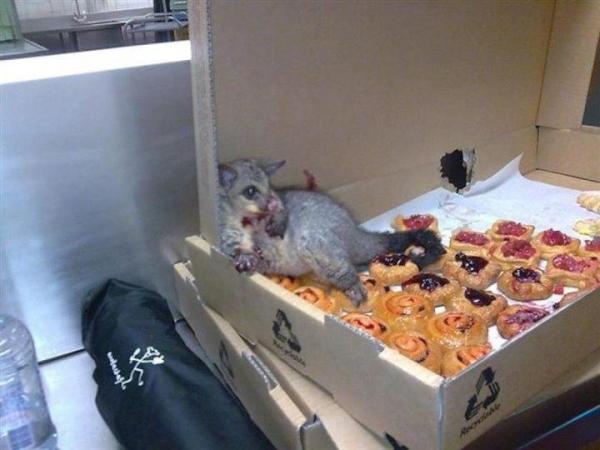 Possum Breaks Into Bakery And Stuffs His Face With Pastries Until He Was So Full He Couldn't Move.