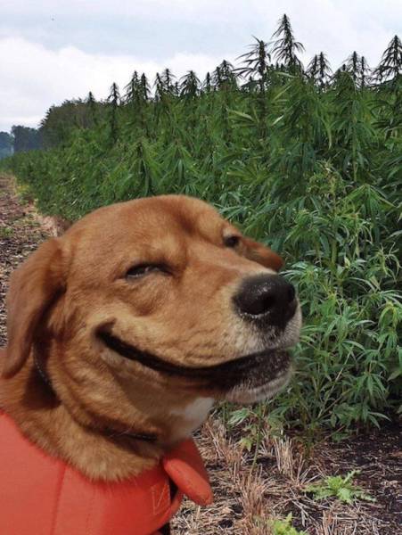 Pot dog.