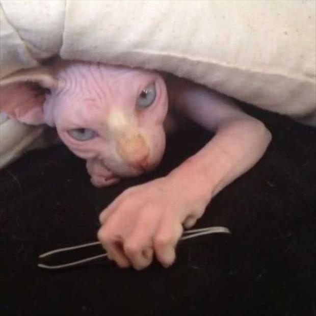 Pretty creepy cat with tweezers? 