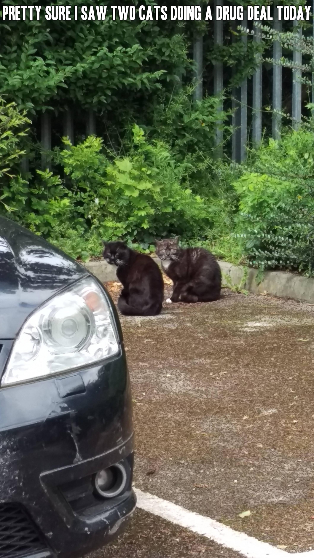 Pretty sure I saw two cats doing a drug deal today.